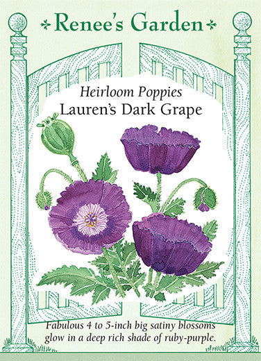 Poppy Lauren's Dark Grape - Renee's Garden