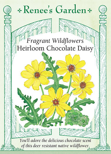 Fragrant Wildflowers Chocolate Daisy - Renee's Garden