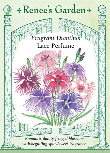 Dianthus Lace Perfume - Renee's Garden