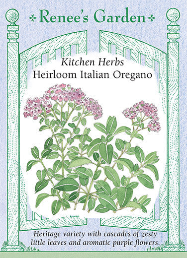 Oregano Italian Heirloom - Renee's Garden