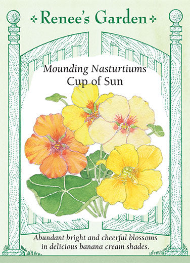 Nasturtium Cup of Sun - Renee's Garden