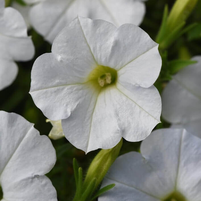 Shock Wave Petunia White - Ontario Seed Company