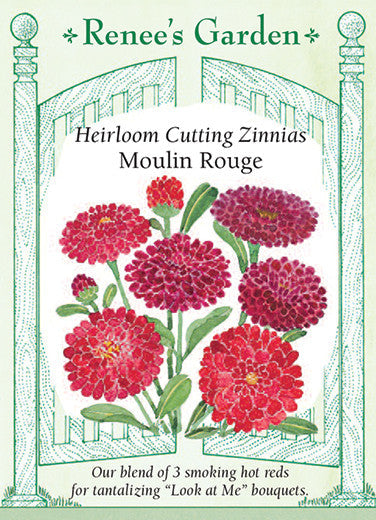 Zinnia Moulin Rouge - Renee's Garden