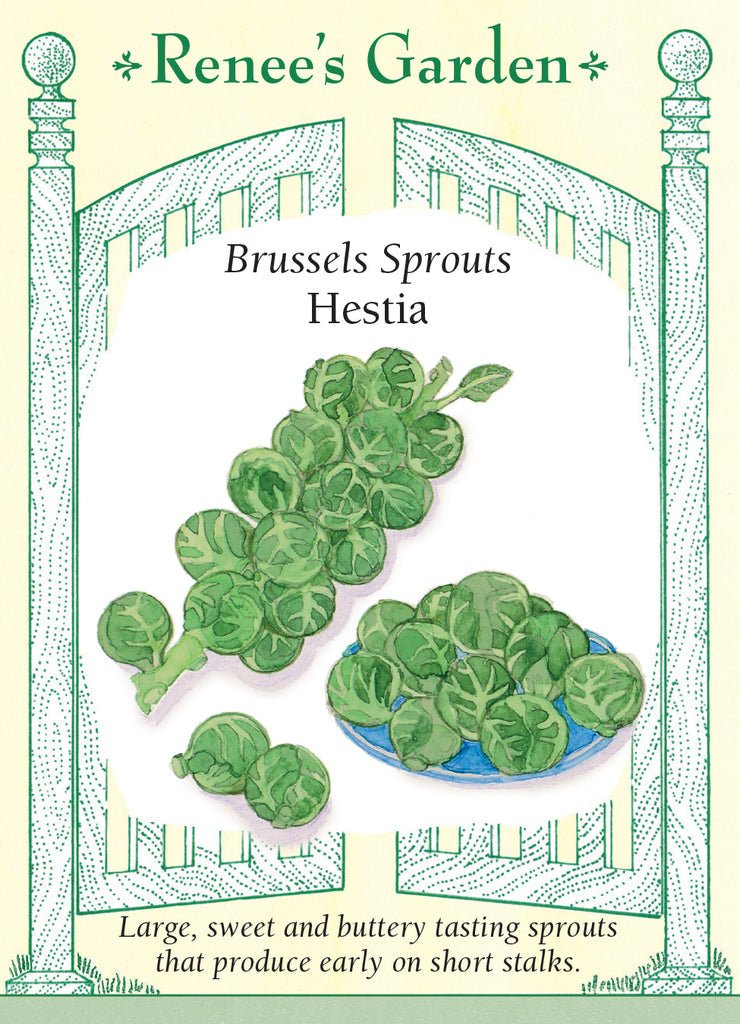 Brussels Sprouts Hestia - Renee's Garden