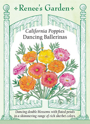 California Poppy Dancing Ballerinas - Renee's Garden