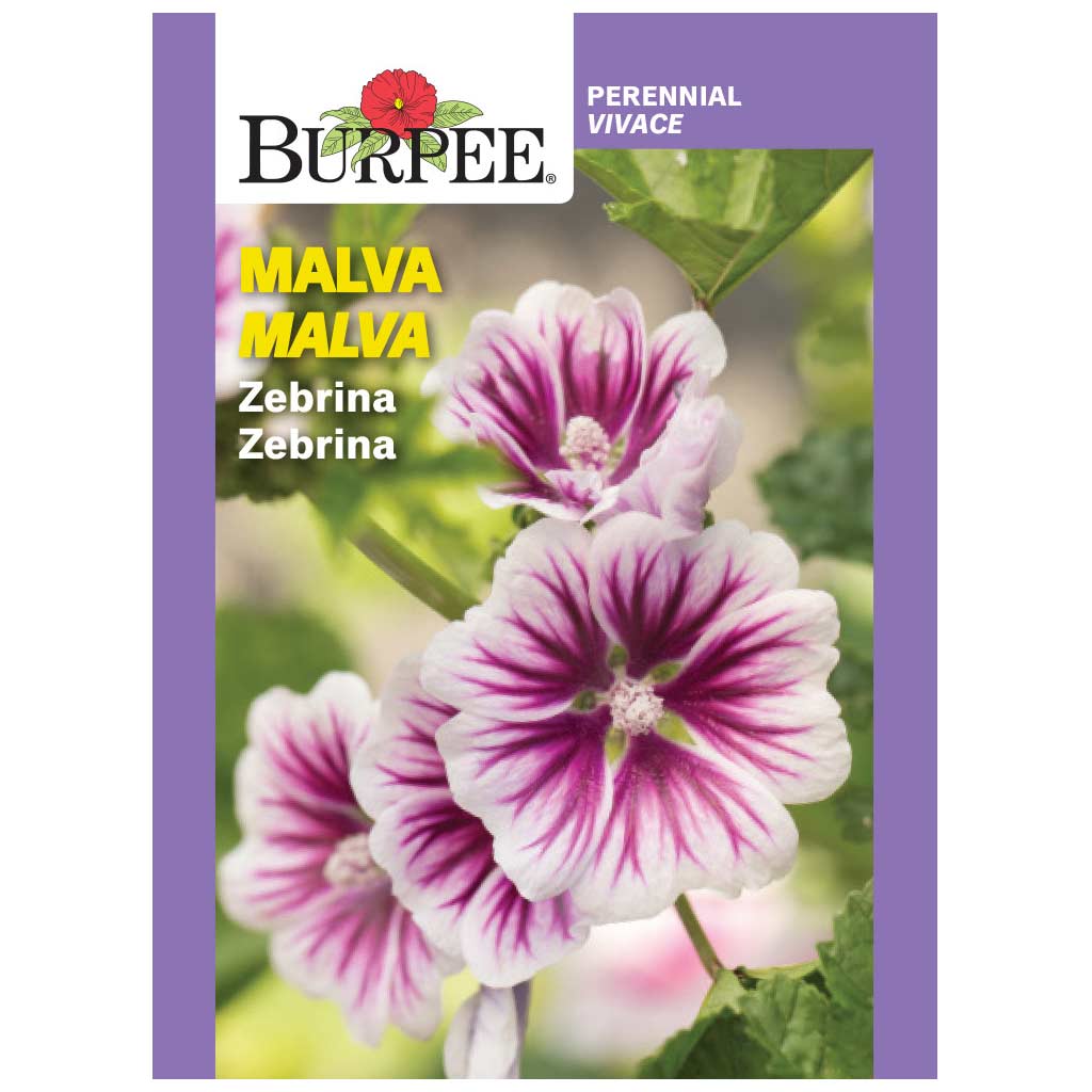 Malva Zebrina - Burpee Seeds