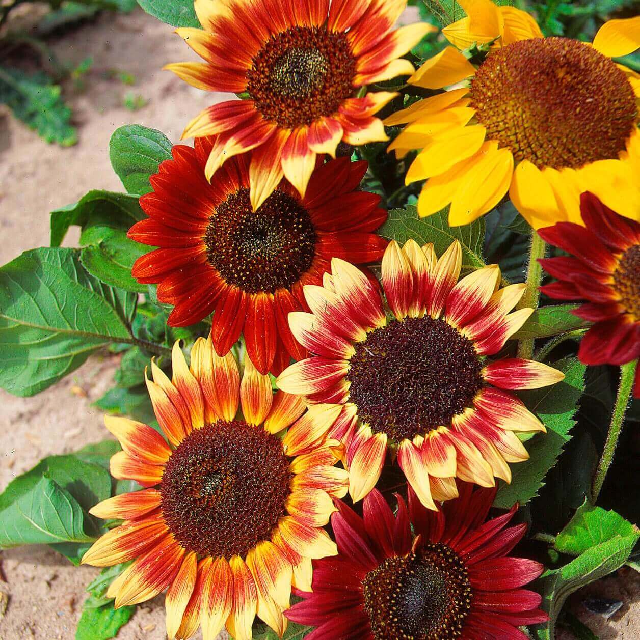 Sunflower Colour Fashion Mixed - Ontario Seed Company