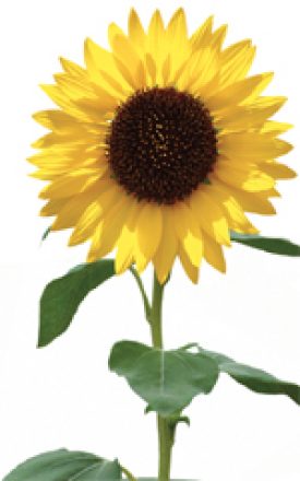 Sunflower Lemon Queen - Ontario Seed Company