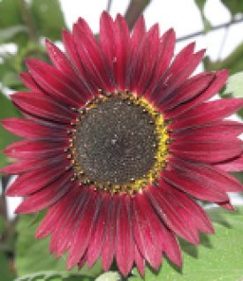 Sunflower Velvet Queen - Ontario Seed Company