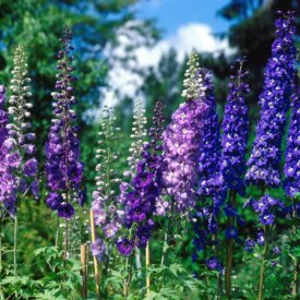 Delphinium Pacific Giants Mix - Ontario Seed Company
