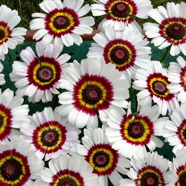 Chrysanthemum Bright Eye - McKenzie Seeds