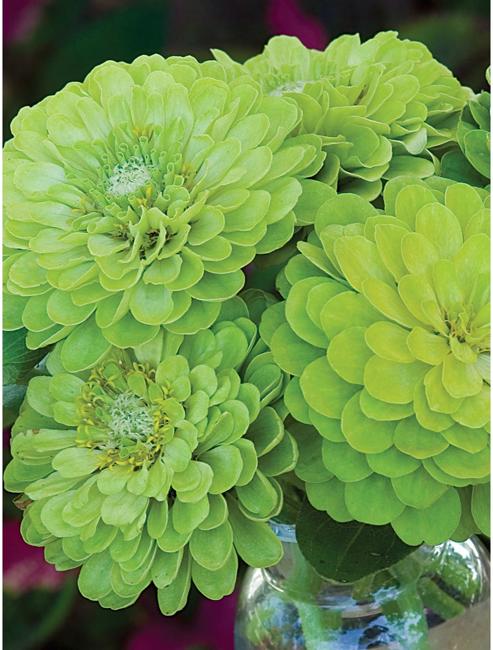 Zinnia Envy - Burpee Seeds