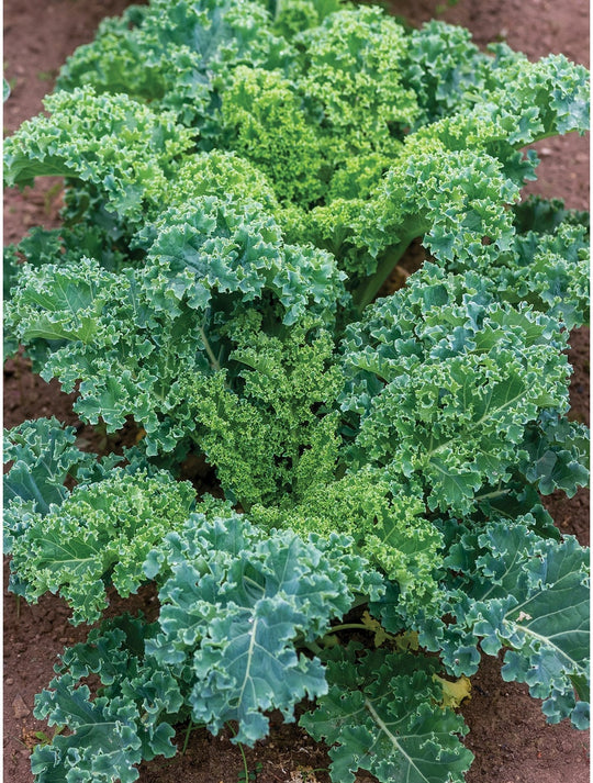 Kale Dwarf Blue Curled Vates - Burpee Seeds