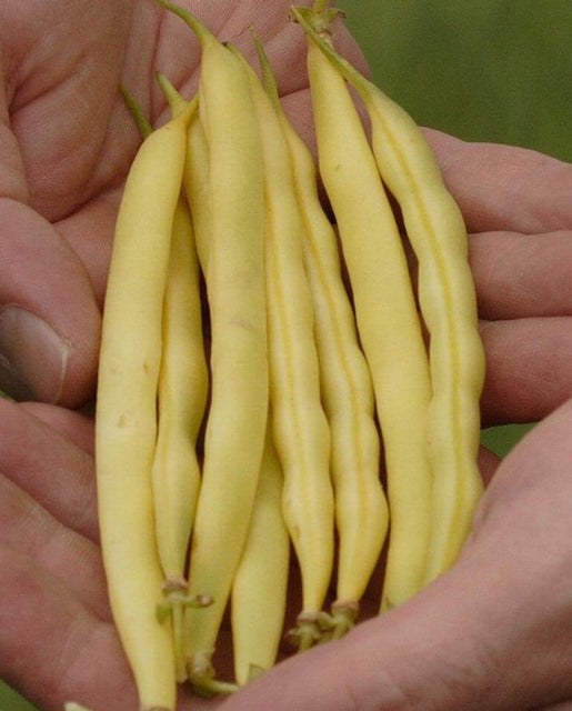 BULK Bean Carson Bush - West Coast Seeds