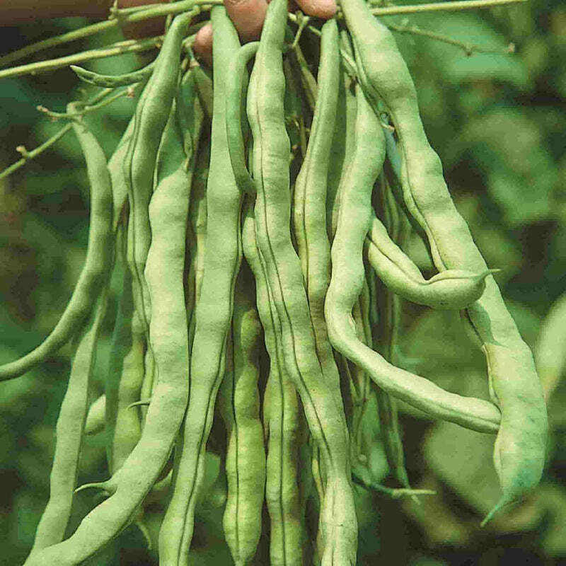 Organic Bean Kentucky Wonder (P) - McKenzie Seeds