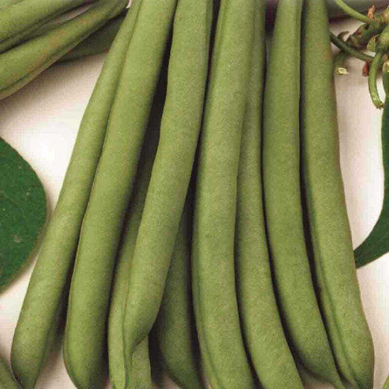 Bean Stringless Green Pod - McKenzie Seeds
