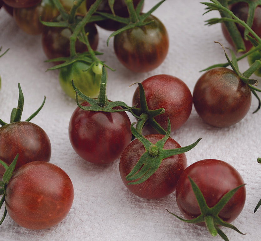 Tomato Black Opal - Mr. Fothergill's Seeds