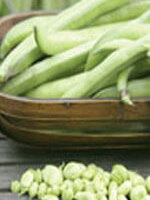Bean Broad Windsor Fava - Ontario Seed Company