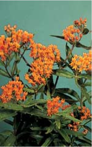 Butterfly Weed Asclepias - Ontario Seed Company