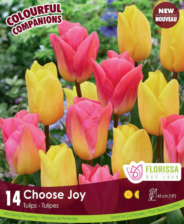 Tulips - Choose Joy, Colourful Companions, 14 Pack