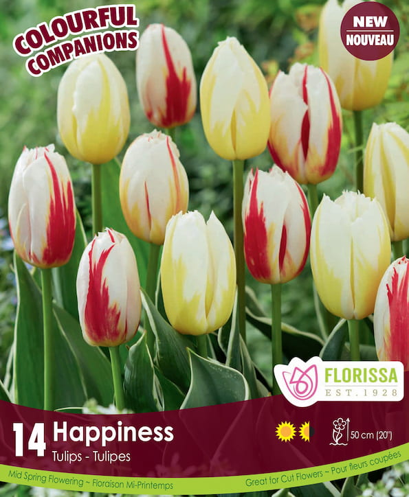 Tulips - Happiness, Colourful Companions, 14 Pack