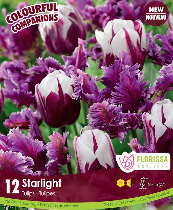 Tulips - Starlight, Colourful Companions, 12 Pack – Wildwood Outdoor Living