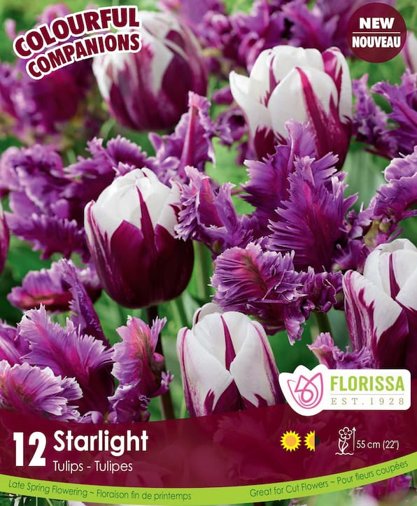 Tulips - Starlight, Colourful Companions, 12 Pack