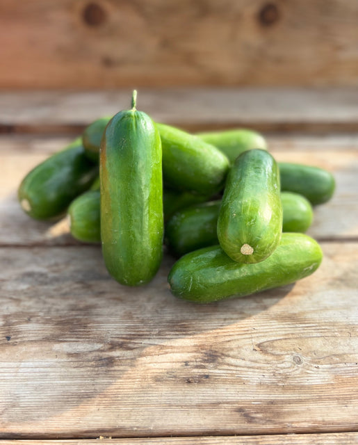 Organic Cucumbers Mini-Me F1 - West Coast Seeds