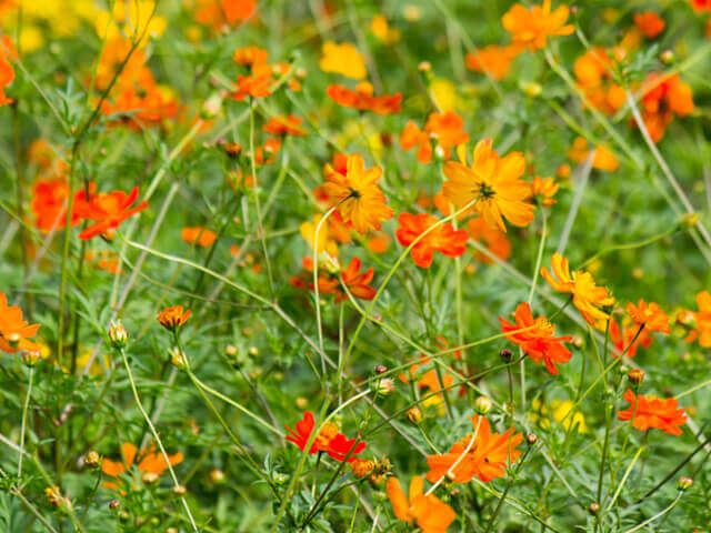 Cosmos Carpet Formula Mix - Ontario Seed Company