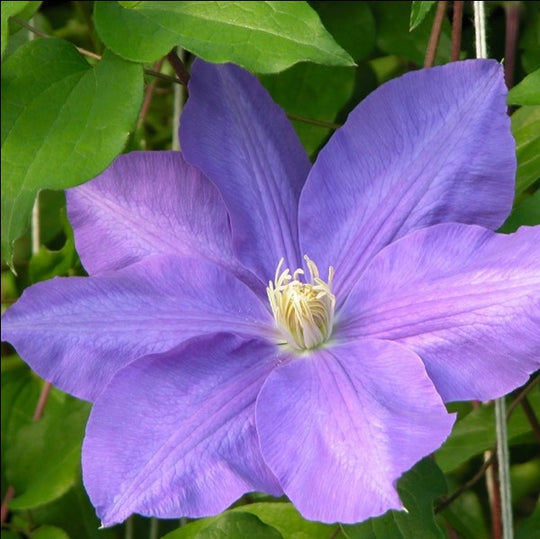 Clematis Lasurstern