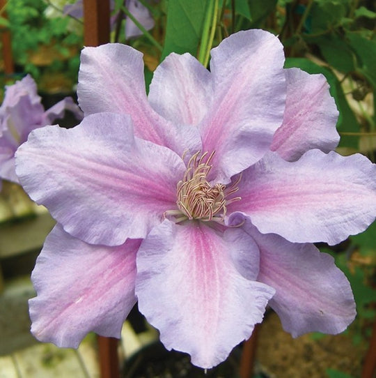 Clematis Sealand Gem