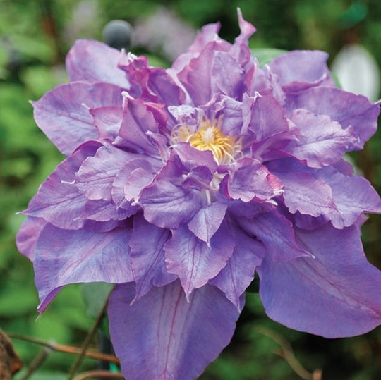 Clematis Vyvyan Pennell