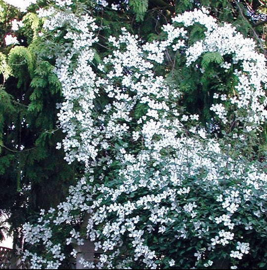 Clematis Chrysocoma Sericea