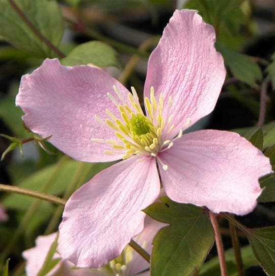 Clematis Montana Pink Perfection