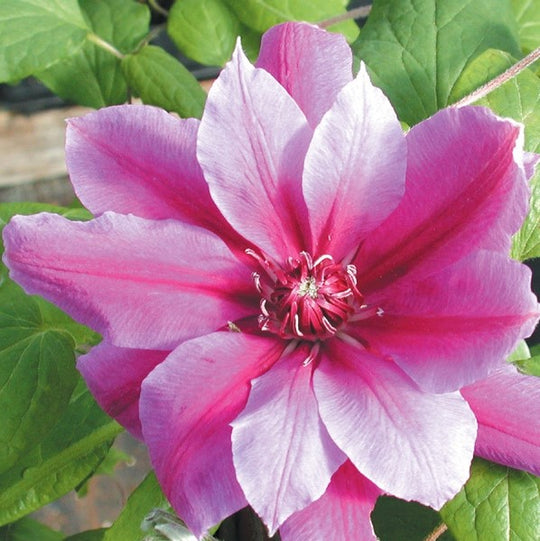 Clematis Scartho Gem