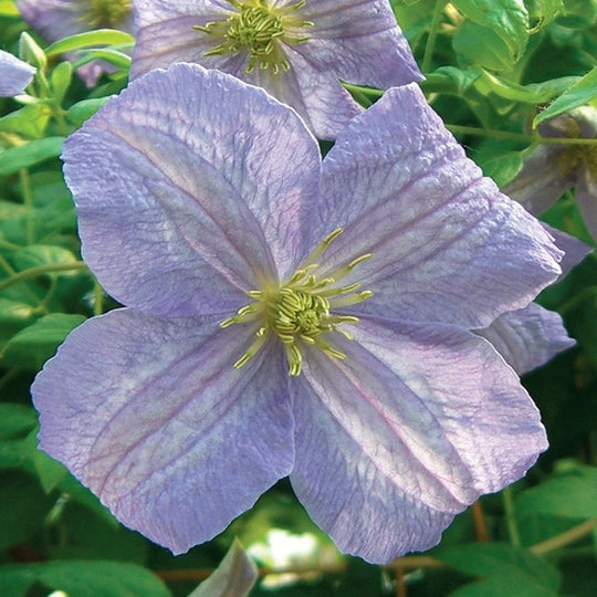 Clematis Viticella Emilia Plater