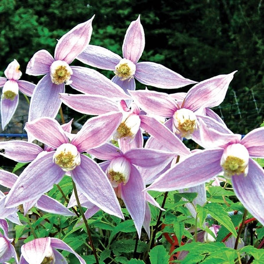 Clematis Alpina Willy