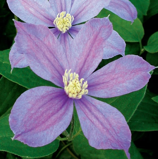 Clematis Arabella