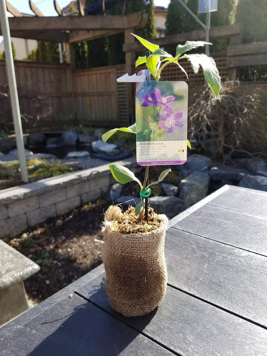 Clematis Arabella