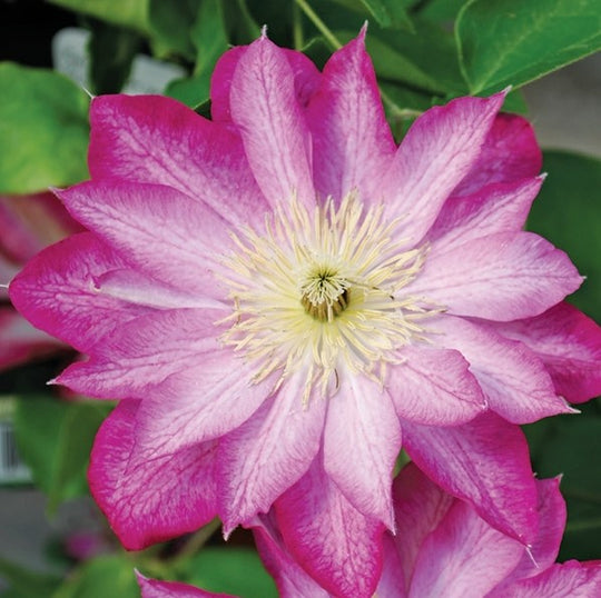 Clematis Asao