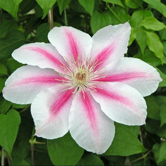 Clematis Bees Jubilee