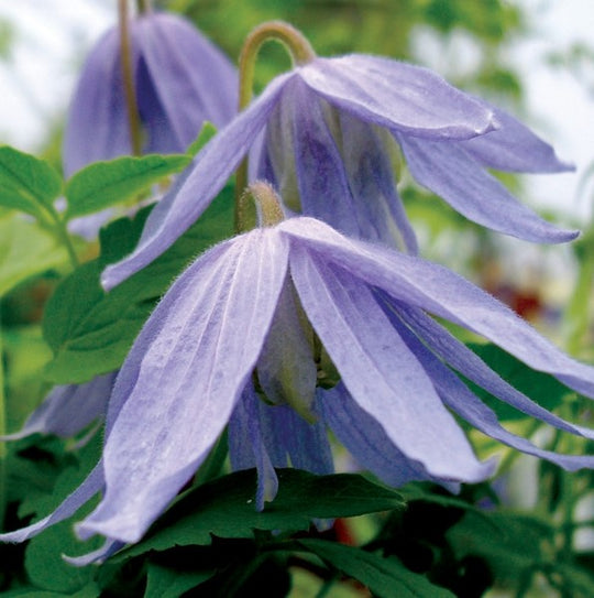 Clematis Macropetala Bluebird