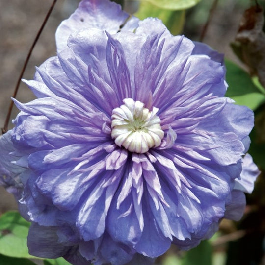 Clematis Blue Light