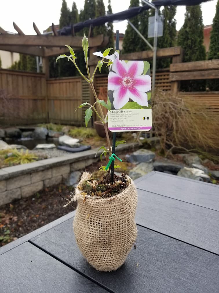 Clematis Carnaby