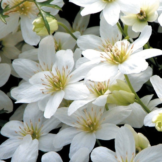 Clematis Cartmanii Joe