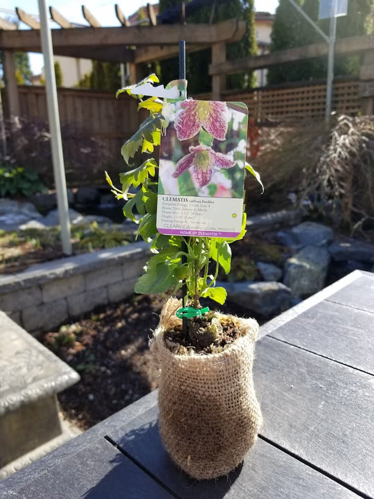 Clematis Cirrhosa Freckles