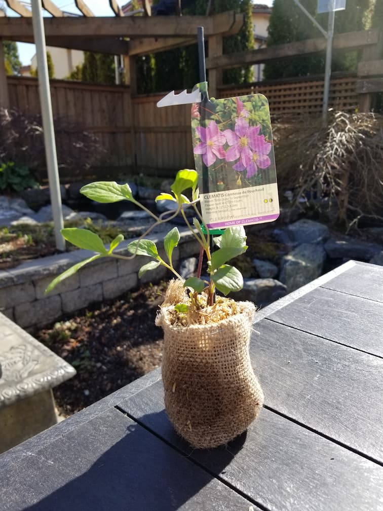 Clematis Comtesse De Bouchard