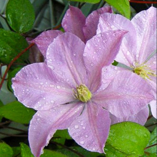 Clematis Comtesse De Bouchard