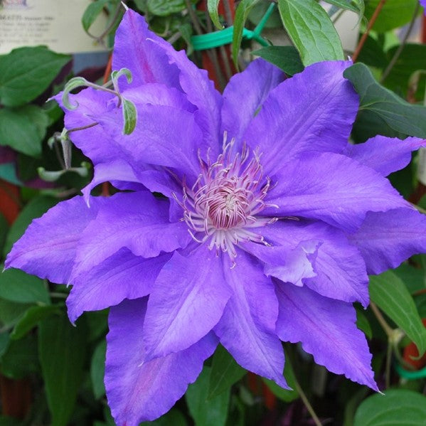 Clematis Countess of Lovelace