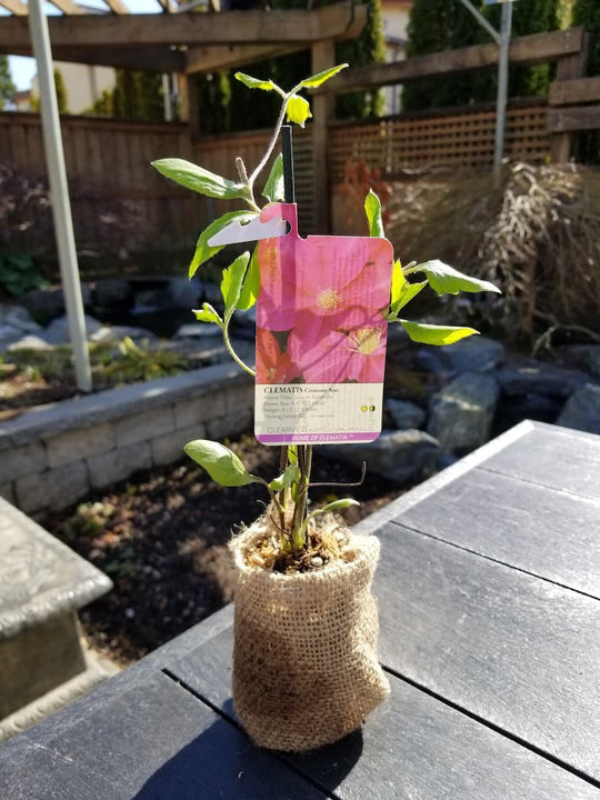 Clematis Crimson Star